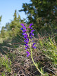 Szałwia lekarska (Salvia officinalis L.) jedna z najstarszych roślin leczniczych