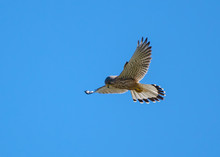 Low Angle View Of Bird Flying Against Clear Sky