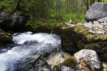 A creek in the forest