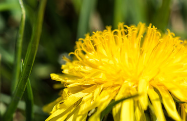 goldgelber Löwenzahn und zarte Pusteblumen