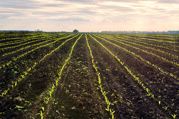 Wall Mural - Corn field in spring