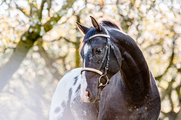 Wall Mural - Stunning horse spotted stallion in blossoming trees on spring season.