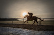 A racehorse in training on Newmarket gallops on a cold morning in winter.