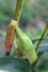 Sticker - Baby corn fruit on plant.Close up of young corn hair in the garden, Full grown maize plants in plantation on countryside, Sweet corn with green leaves in the field,