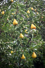 Wall Mural - garden ripe yellow pears on a tree in the rain. Harvesting in the garden. Organic natural food concept