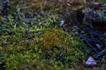 moss in the fore