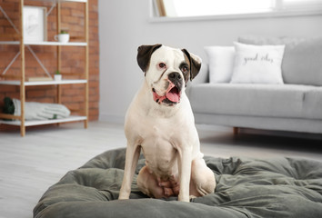 Sticker - Cute dog sitting on pet bed at home