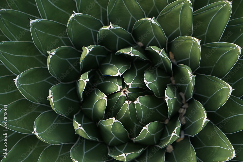 monstera swiss cheese Monstera Deliciosa main image 0