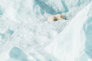  Wild polar bear in the Arctic