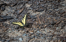 A Wet Debris Covered Dark Ground Made A Nice Contrast Backdrop For This Beautiful Yellow Eastern Tiger Swallowtail. Bokeh Effect.