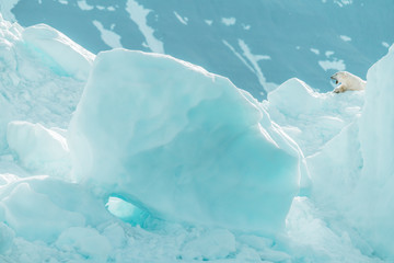 Wild polar bear in the Arctic