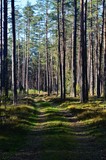 Fototapeta Las - Pine forest on a sunny spring day