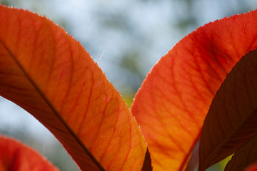 red maple leaf