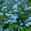 Field of delicate forget-me-nots. Floral blue background