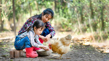 The Little Child Offer Hands To Chickens On A Farm With Her Mother And Give Hens Food. Organic Farming In Natural For Laying Hens Eggs. Mother Teaching Her Kid And Take Care Of Animal During Feeding