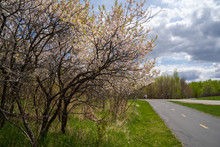 Early Spring Day In Elm Creek Park Reserve Of The Three Rivers Park District. Paved Trails And An Armeniam Plum Tree In Bloom