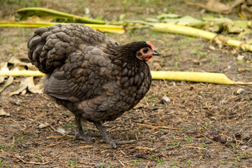 Laying hens black australorp chicken on background of husbandry natural animal lifestyle farming garden organic in the backyard.