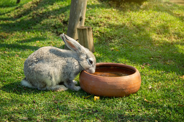 Little rabbit gray that drinking water in clay pot at the rabbit village garden on the grass.