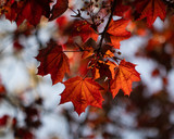 Fototapeta Krajobraz - Red maple leaves on blurred background, early spring, London.