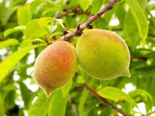 Green peaches on a tree branch. Unripe peaches