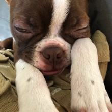Close Up Of A Dog Sleeping