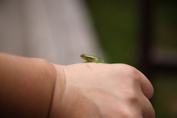 closeup of Wild little cute glass Frog sitting on hand in amazon rainforest, Brazil