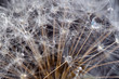 white dandelion macro texture