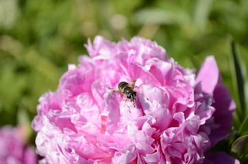 bee on pink flower