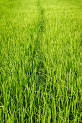 Narrow path between two green fields of crops