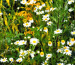 Background of white daisies on the field