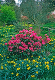 Colourful Spring garden with Azalias and daffodils