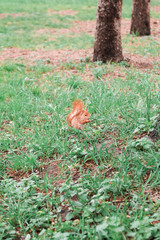 Summer vacation, spending a god time in a park on fresh air	with funny squirrels