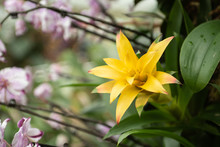 Yellow Bromeliad In The Garden