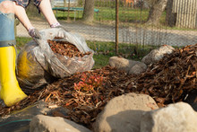 Woman Gardener Mulching Potter Thuja Tree With Pine Tree Bark Mulch. Urban Gardening
