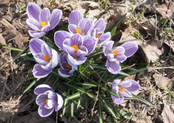 Wall Mural - violet crocuses bloom in early spring on old dry foliage