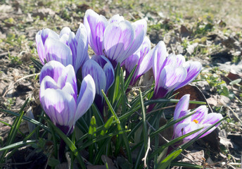 Wall Mural - violet crocus blooms in early spring