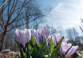 Wall Mural - crocuses blooms in early spring on a bright background of blue sky