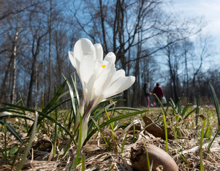 Wall Mural - white crocus blossomed in the park