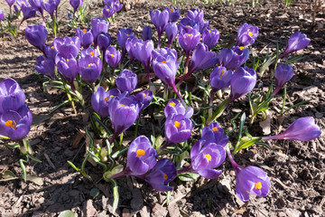 Wall Mural - many crocuses on dry ground in the park