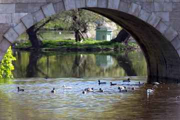 Wall Mural - ducks in a lake in a park under a bridge..