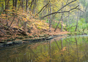 Wall Mural - The waters of a secluded stream flow quietly through a landscape of autumn colors in a Midwest woodland.