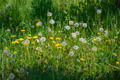 Dandelion flower in green grass.