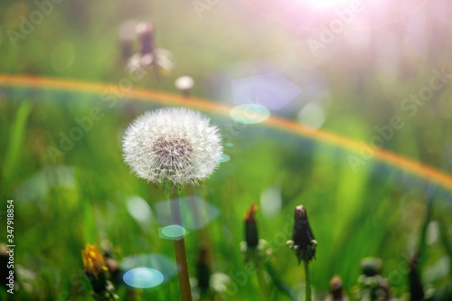Dandelion flower in green grass.