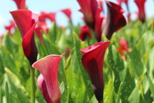 Close-up Of Red Calla Lilies Growing On Field