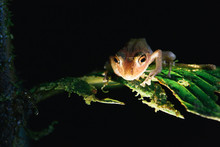 Mindo Rain Forest Tree Frog Looking Down From Leaf At Night