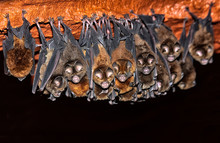 Sundevall Bats (Hipposideros Caffer) In  The Forest Perched Cave. Hokou Bai, Dzanga-Ndoki National Park, Central African Republic