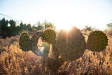 Green Prickly Pear Cactus In The Hot Arizona Sun