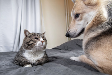 Wall Mural - Playful dog and cat on bed at home