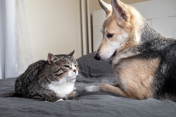 Wall Mural - Playful dog and cat on bed at home