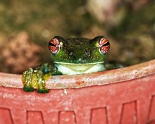 Close-up Portrait Of Frog In Flower Pot